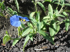 Commelina auriculata