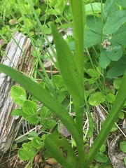 Platanthera dilatata albiflora