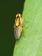 Chlorops sulphureus
