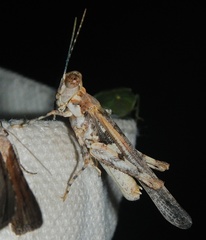 Derotmema delicatulum