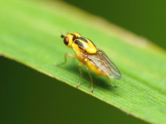 Chlorops sulphureus