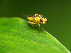 Chlorops sulphureus