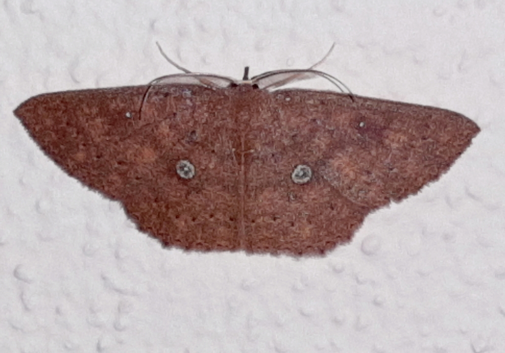 Cyclophora binocellaria