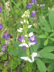 Platanthera dilatata albiflora
