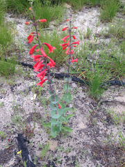 Penstemon murrayanus