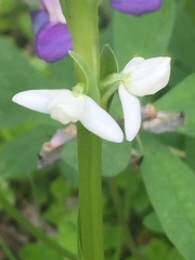 Platanthera dilatata albiflora