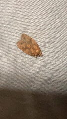 Sparganothis sulfureana