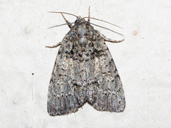 Acronicta modica