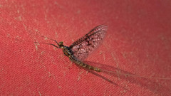 Ephemera simulans