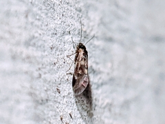 Graphopsocus cruciatus