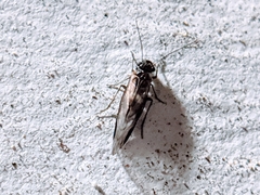 Graphopsocus cruciatus