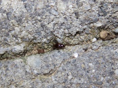 Elaphropus