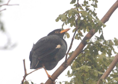 Acridotheres javanicus