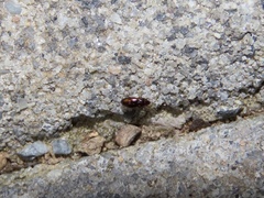 Elaphropus