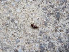 Elaphropus