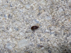Elaphropus
