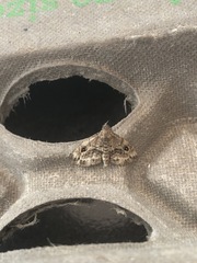 Melanomma auricinctaria