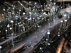 Mycena maldea