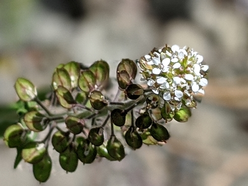 Purpleanther field pepperweed (Lepidium heterophyllum)