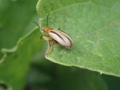 Zonitis bilineata