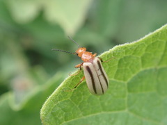 Zonitis bilineata