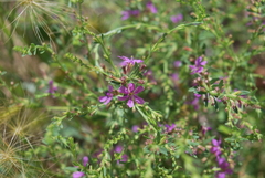 Lythrum californicum