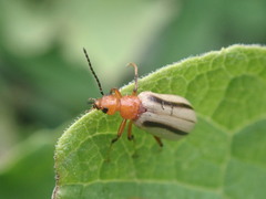 Zonitis bilineata