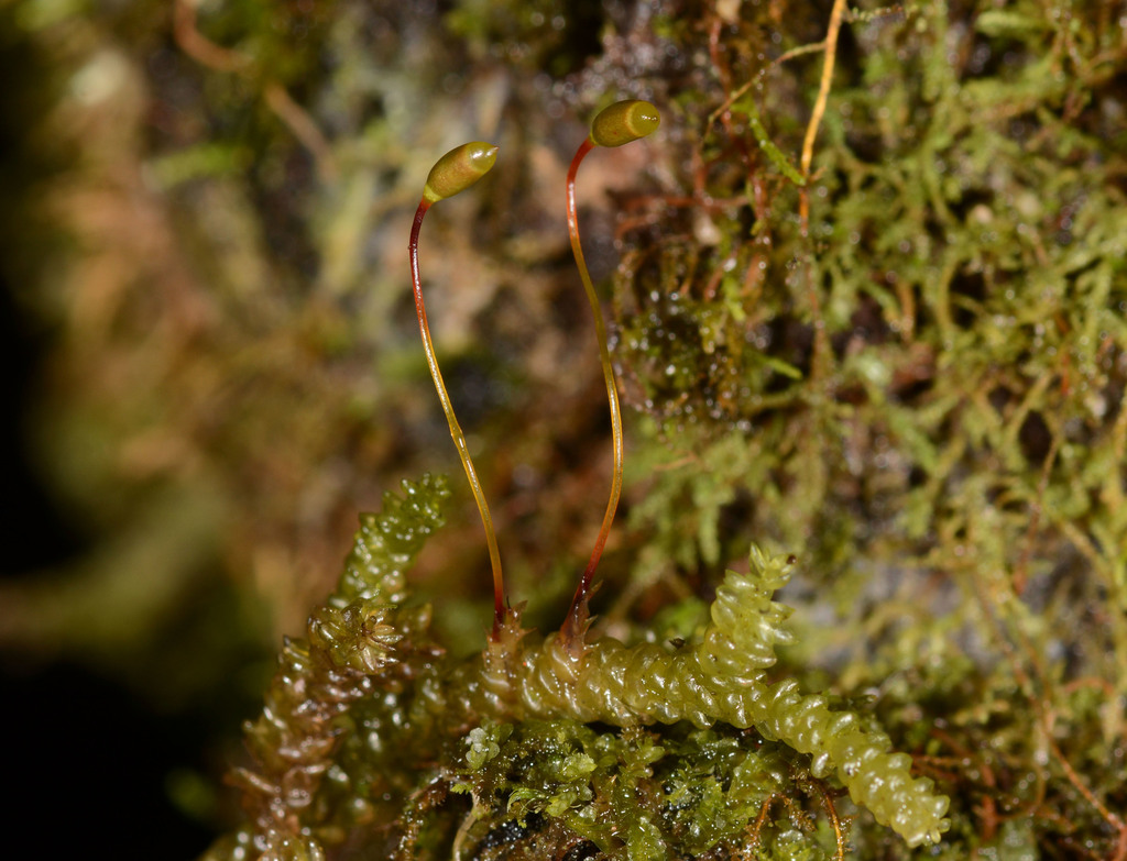 Lembophyllum clandestinum