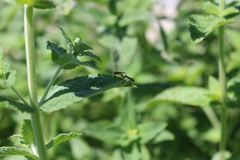 Sphaerophoria rueppellii