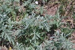 Ambrosia grayi