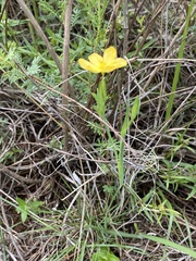 Sisyrinchium tolucense