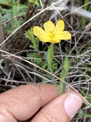 Sisyrinchium tolucense