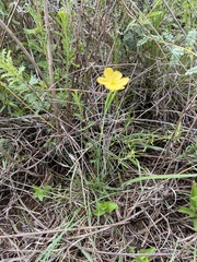 Sisyrinchium tolucense