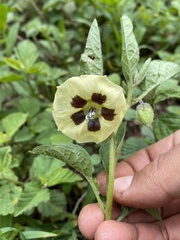 Physalis chenopodifolia