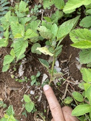 Physalis chenopodifolia