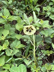 Physalis chenopodifolia