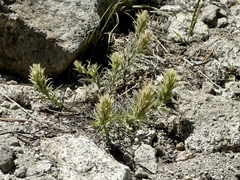 Castilleja nana