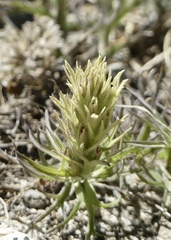Castilleja nana