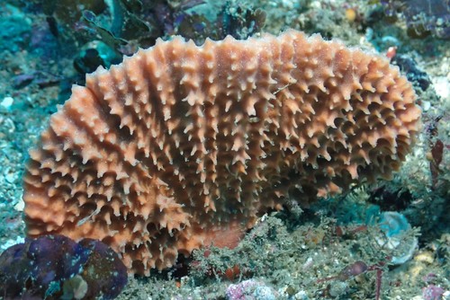 Acanthella pulcherrima