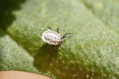 Coccoidea