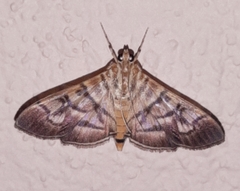 Arthromastix lauralis