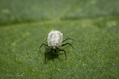Coccoidea