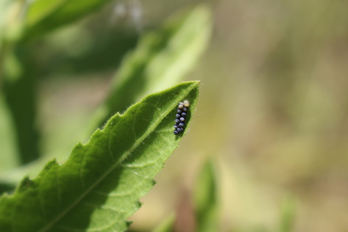 Cruciferous bug photo 3
