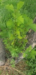 Crataegus chlorosarca