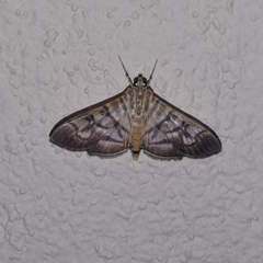 Arthromastix lauralis