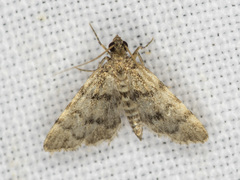 Voliba scoparialis