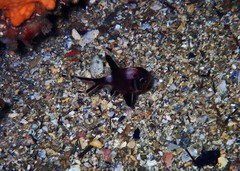 Trachichthys australis