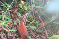 Thryophilus rufalbus