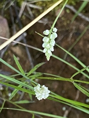 Polygala ambigua
