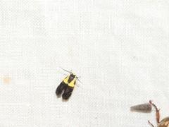 Rectiostoma xanthobasis